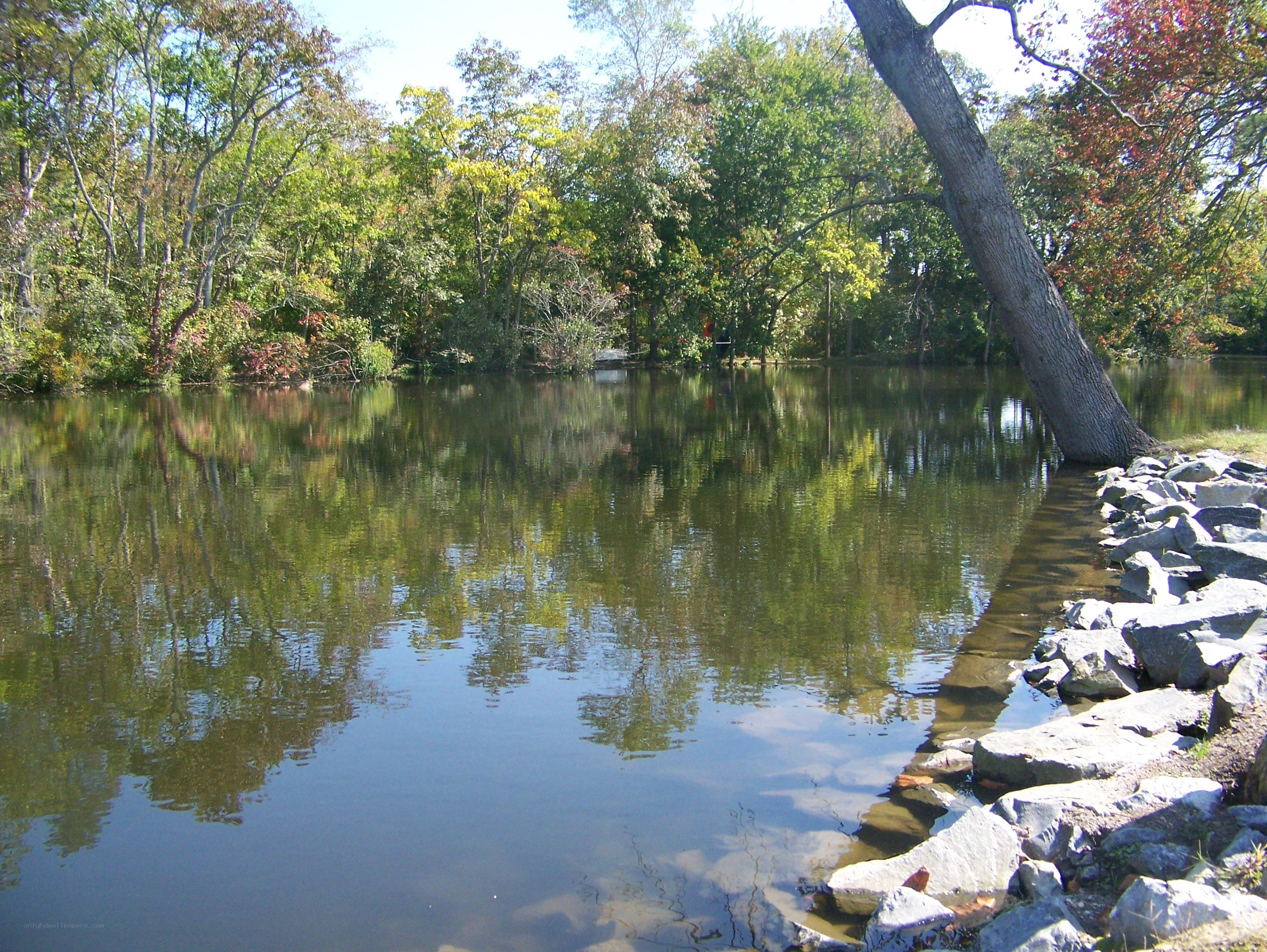 Forest pond with leaning tree