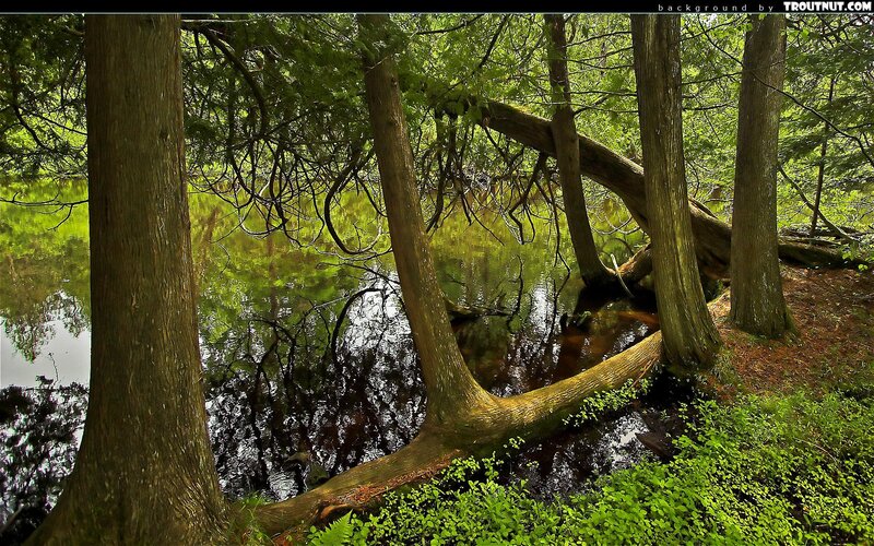 Forest pond with leaning trees
