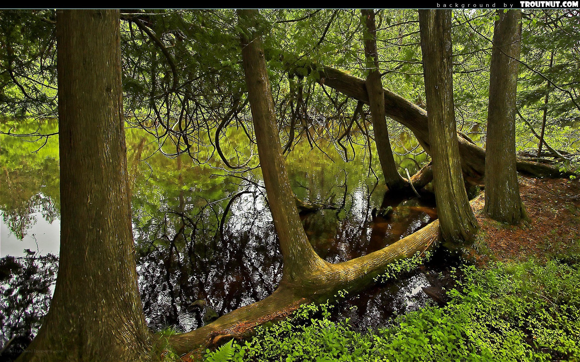 Forest pond with leaning trees