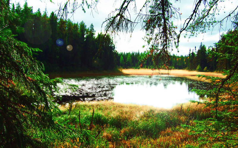 Forest pond with lens flare