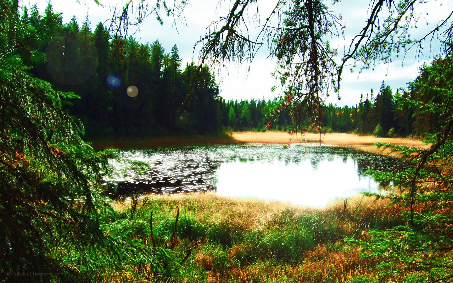 Forest pond with lens flare