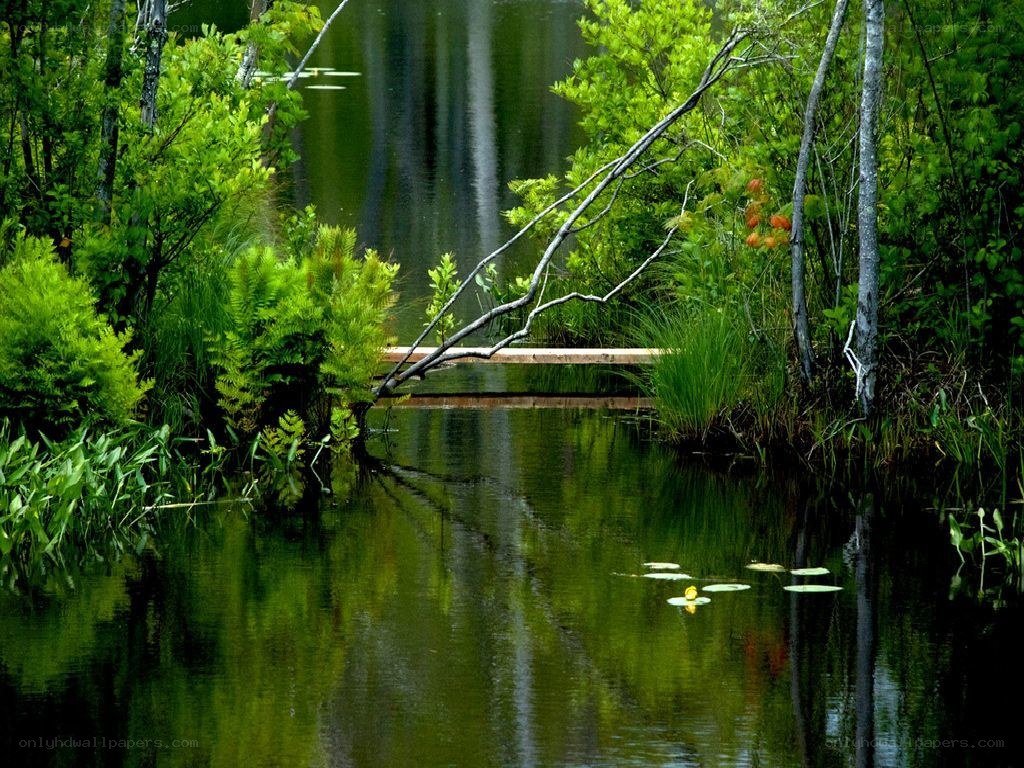 Forest pond with lily pads