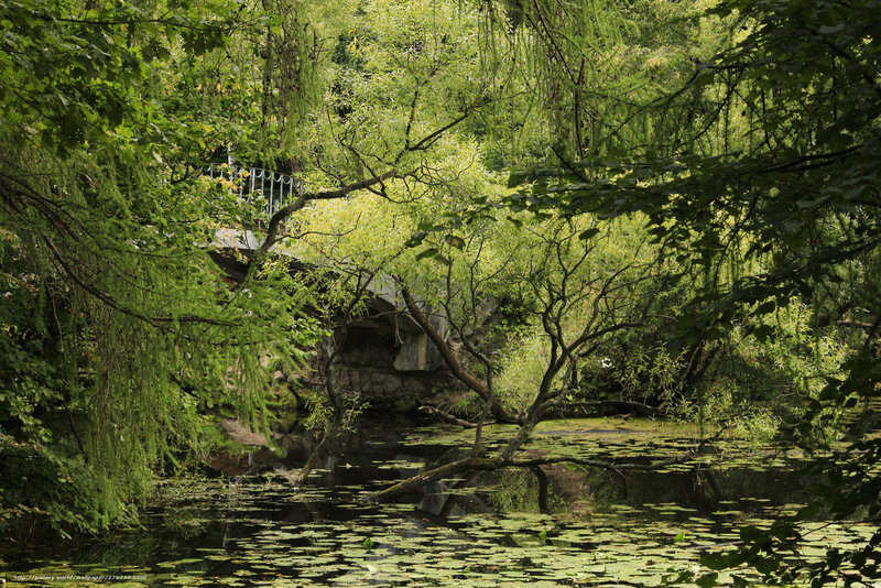 Forest pond with lily pads
