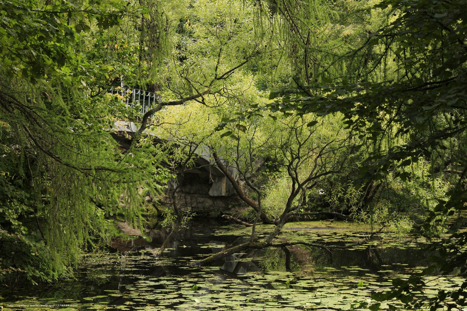 Forest pond with lily pads
