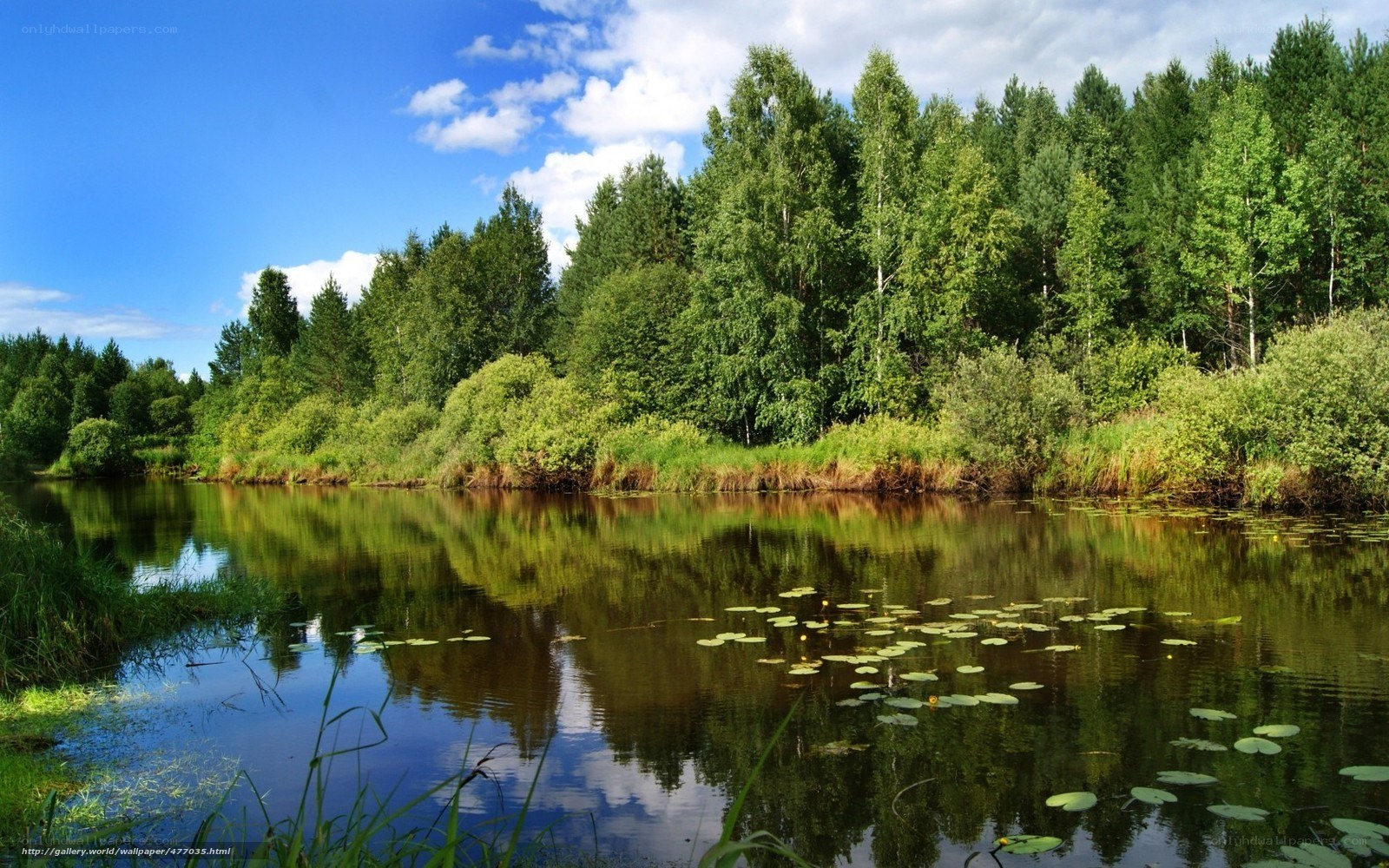 Forest pond with lily pads