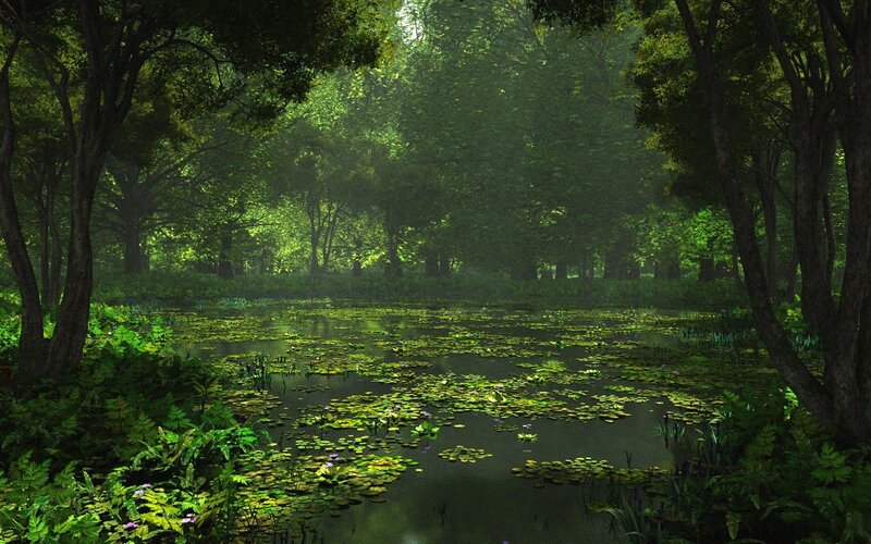 Forest pond with lily pads