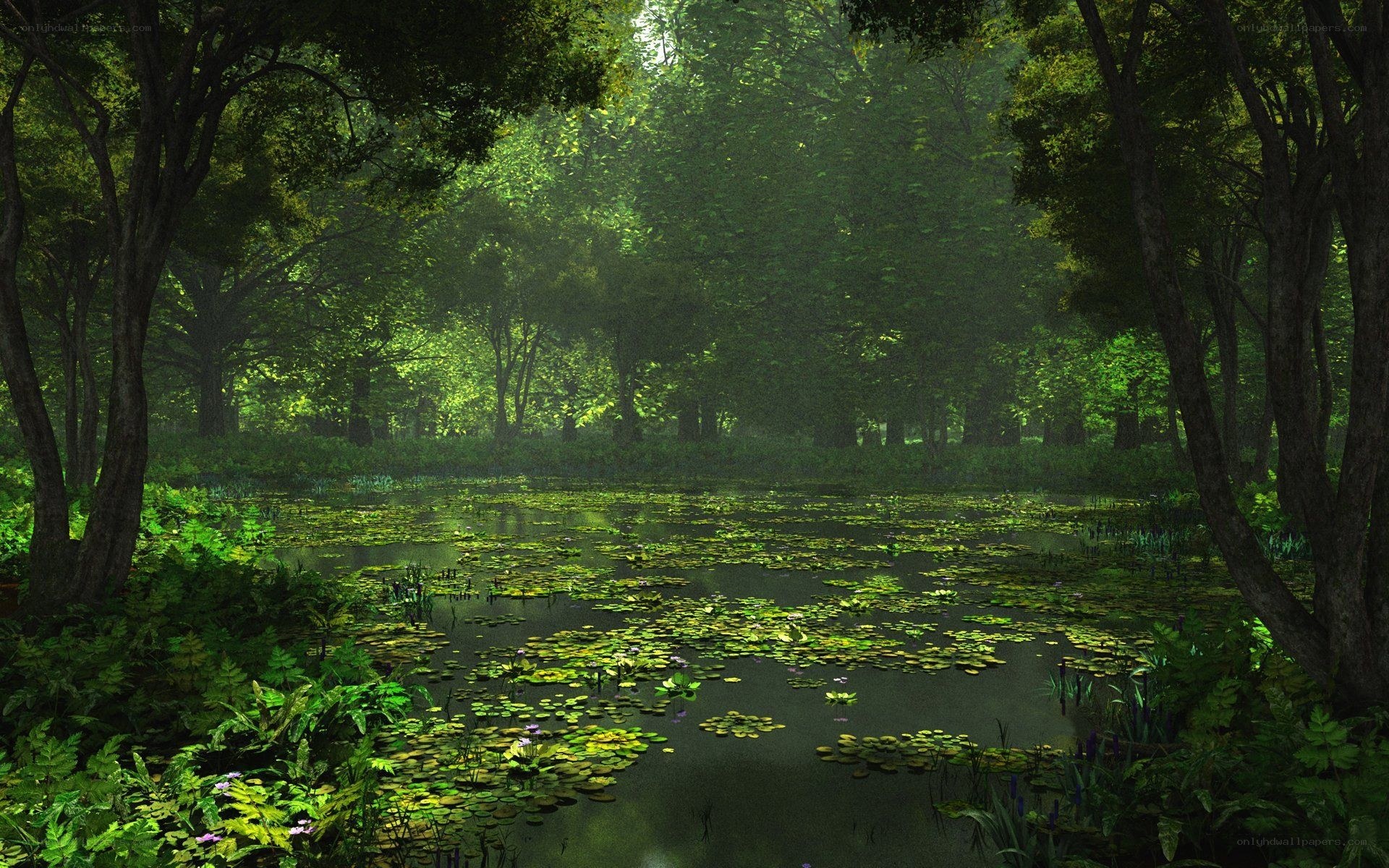 Forest pond with lily pads