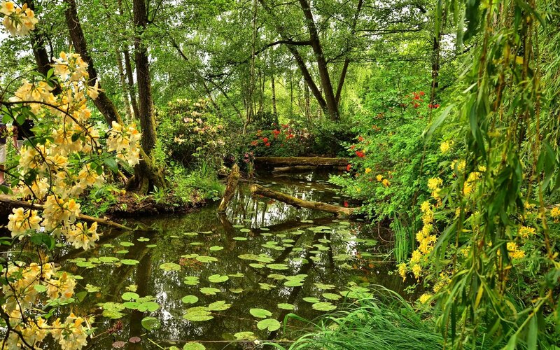 Forest pond with lily pads