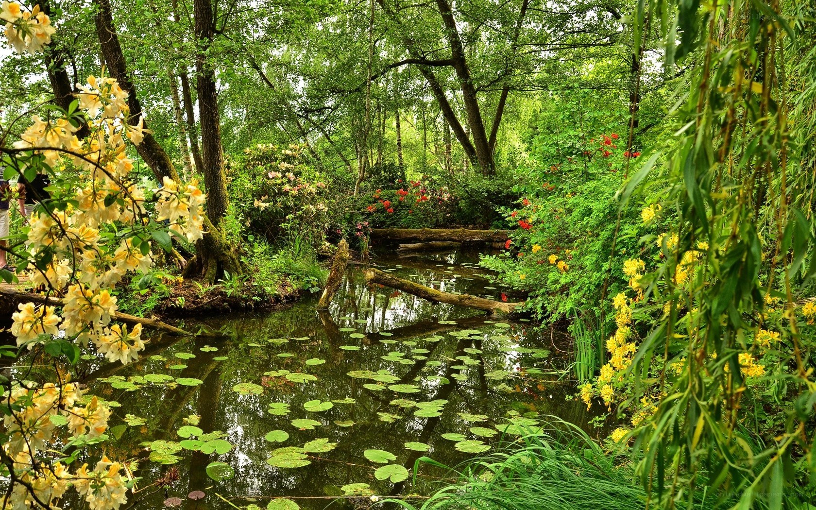Forest pond with lily pads