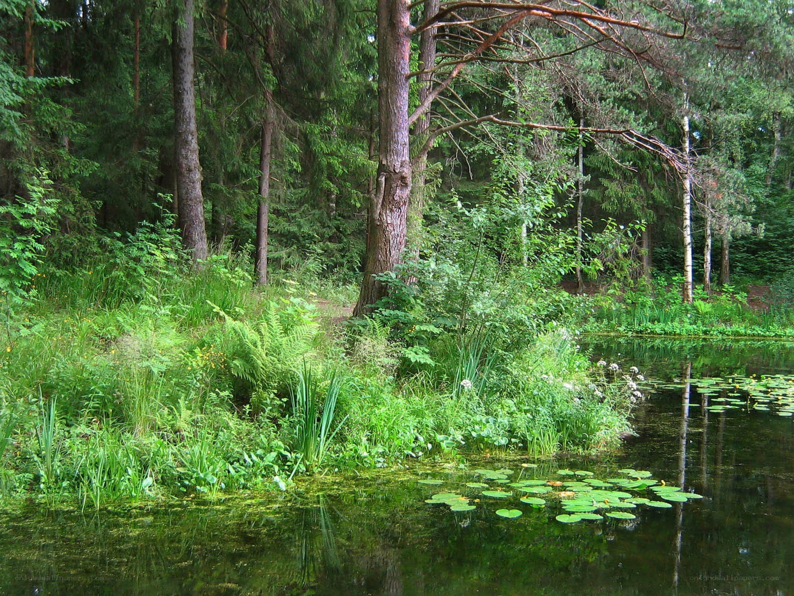 Forest pond with lily pads