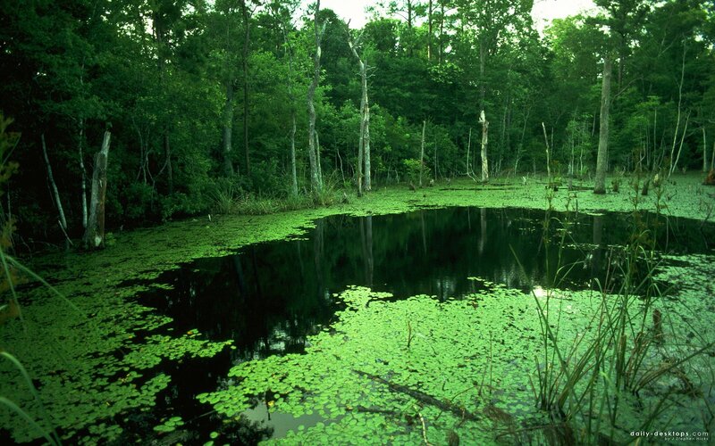 Forest pond with lily pads