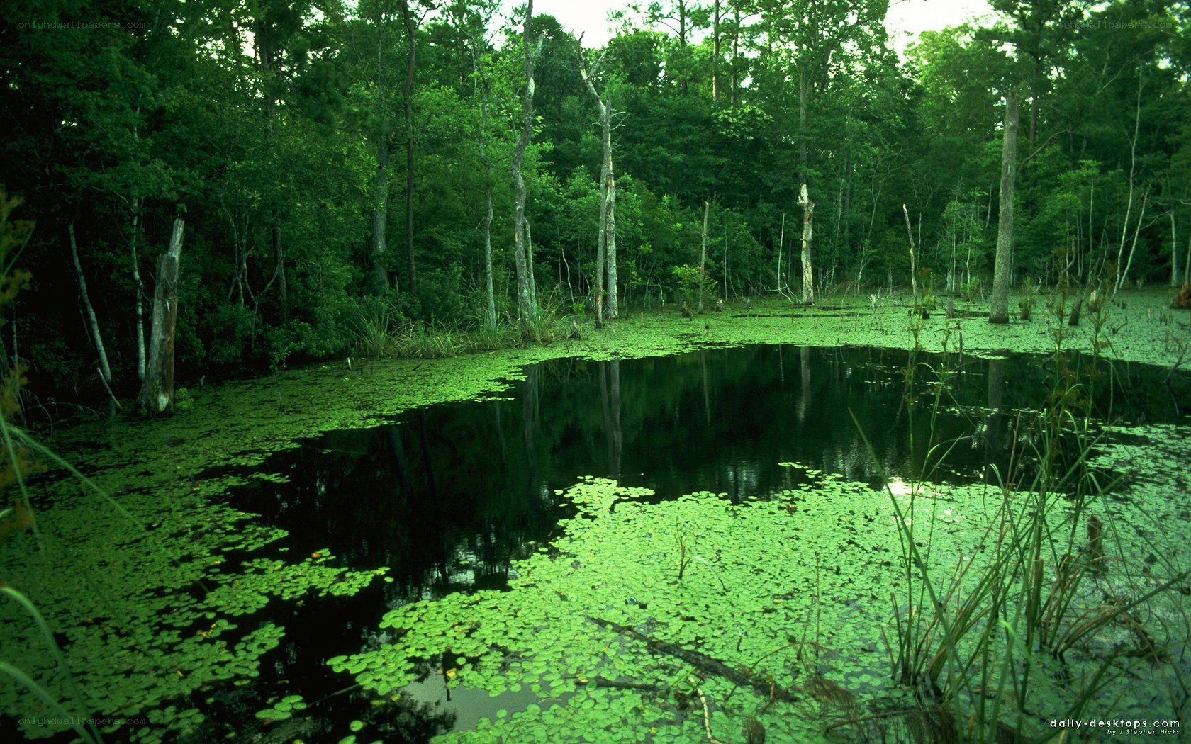 Forest pond with lily pads