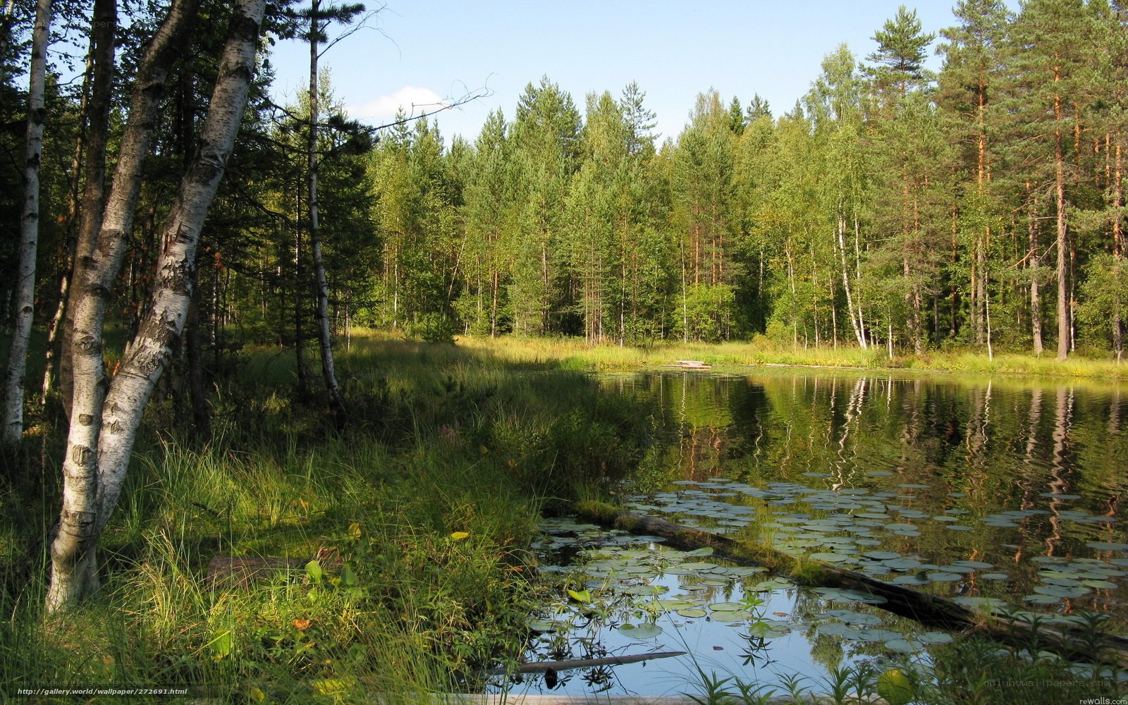 Forest pond with lily pads