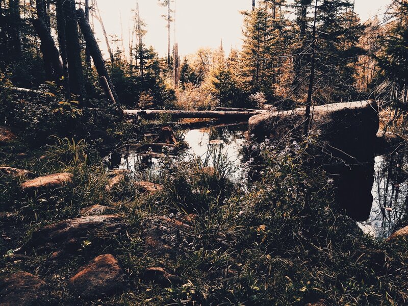 Forest Pond with Logs