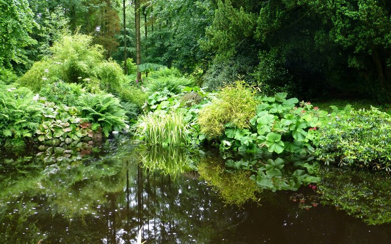 Forest pond with lush greenery