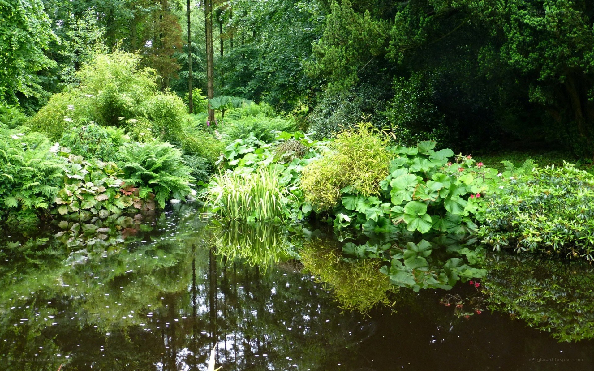 Forest pond with lush greenery