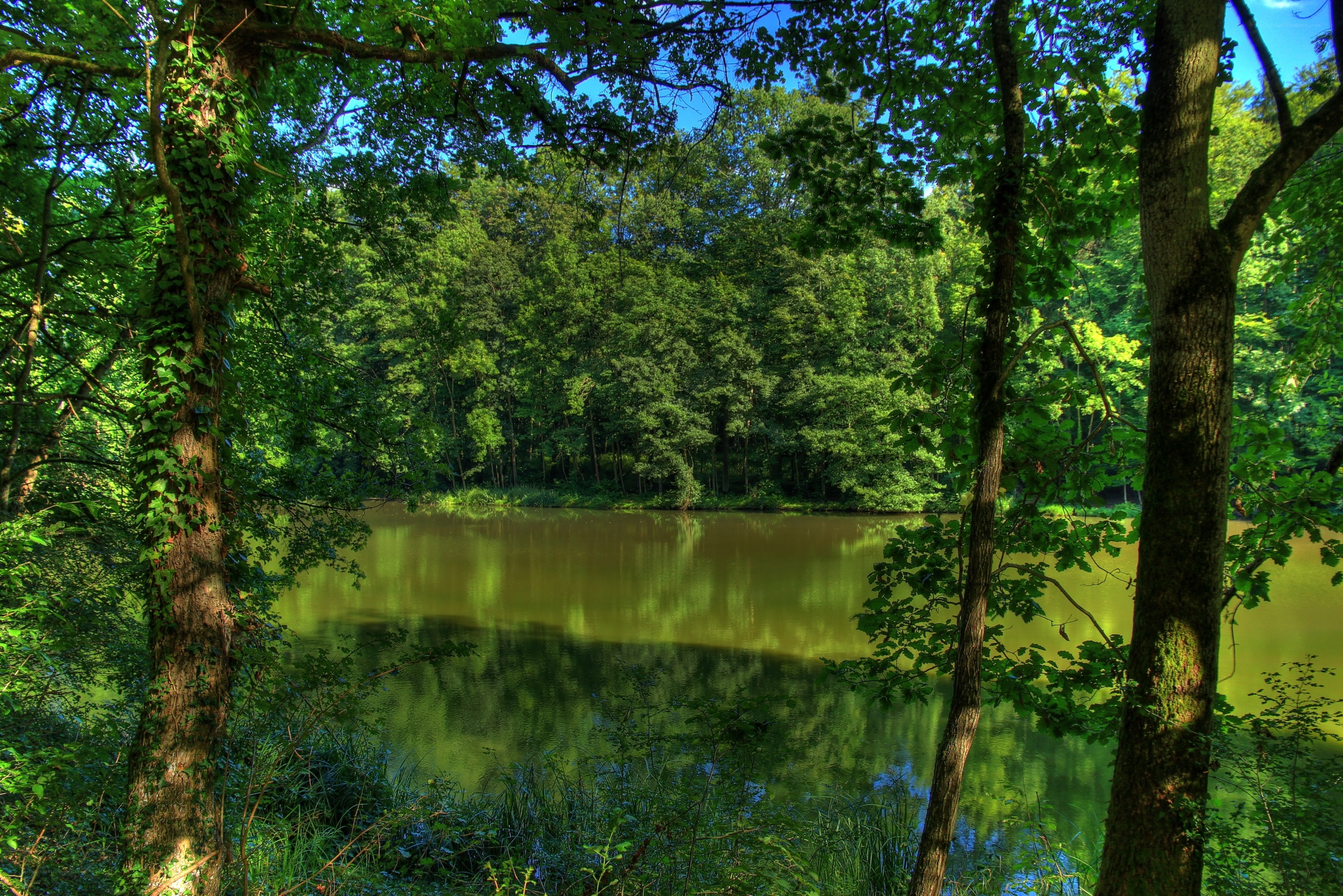 Forest pond with lush greenery