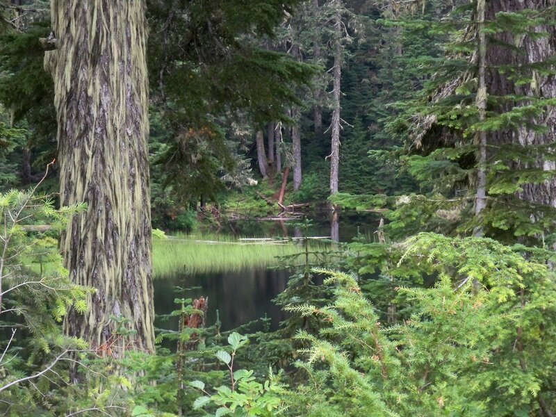 Forest Pond with Mossy Trees — Green