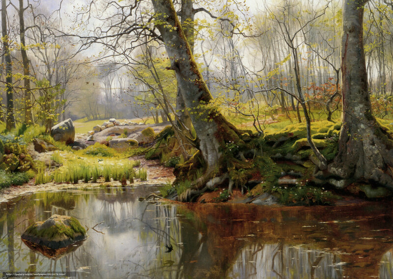 Forest pond with mossy trees