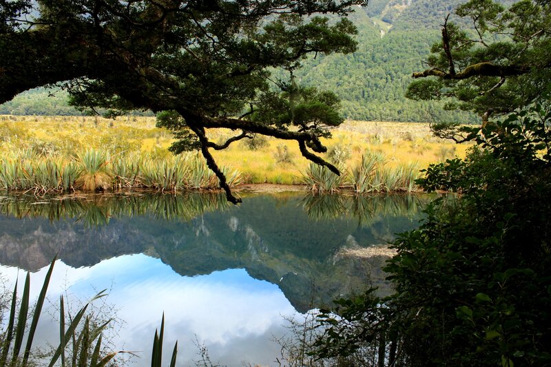 Forest pond with mountain reflection