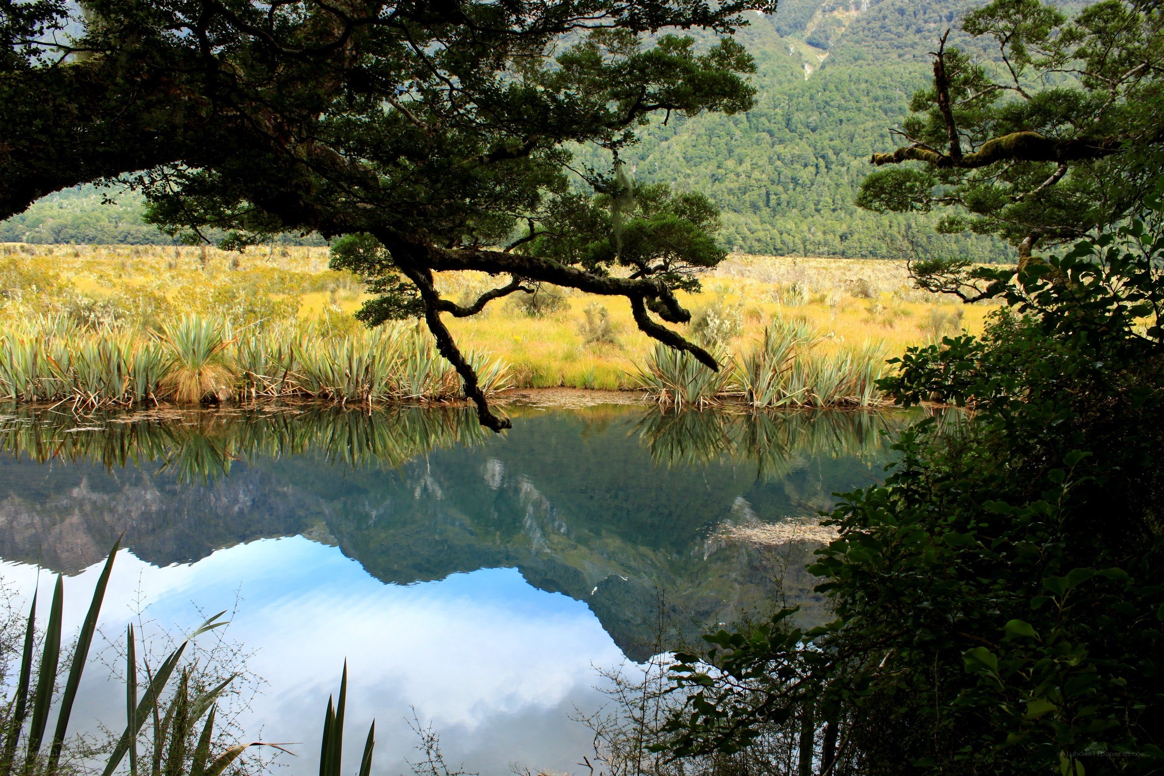 Forest pond with mountain reflection