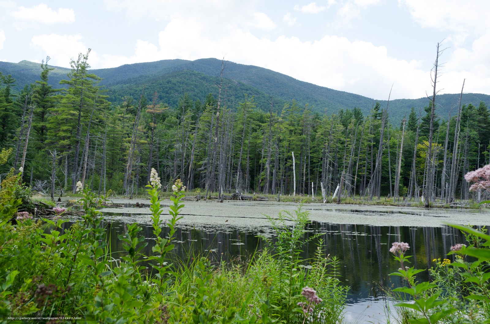 Forest pond with mountain view