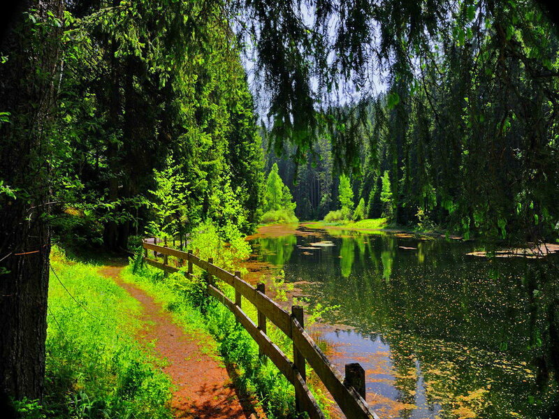 Forest Pond with Path