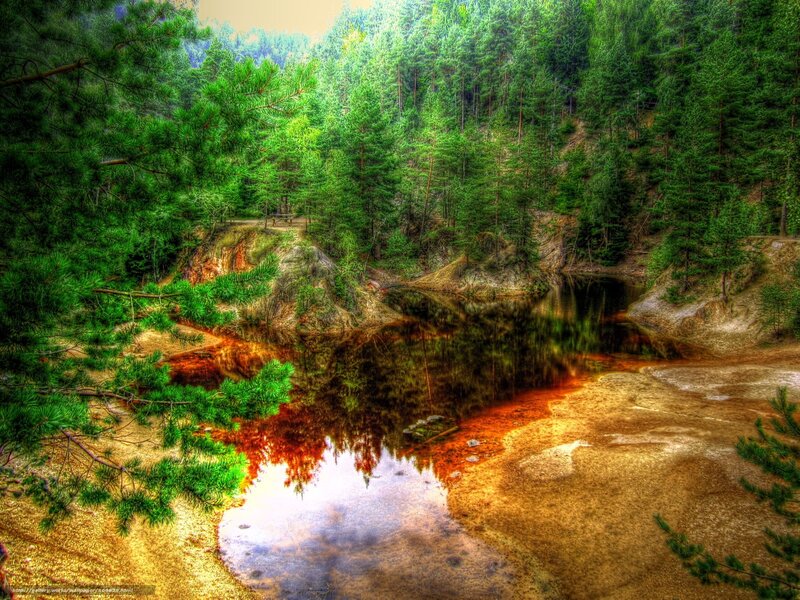 Forest pond with pine trees