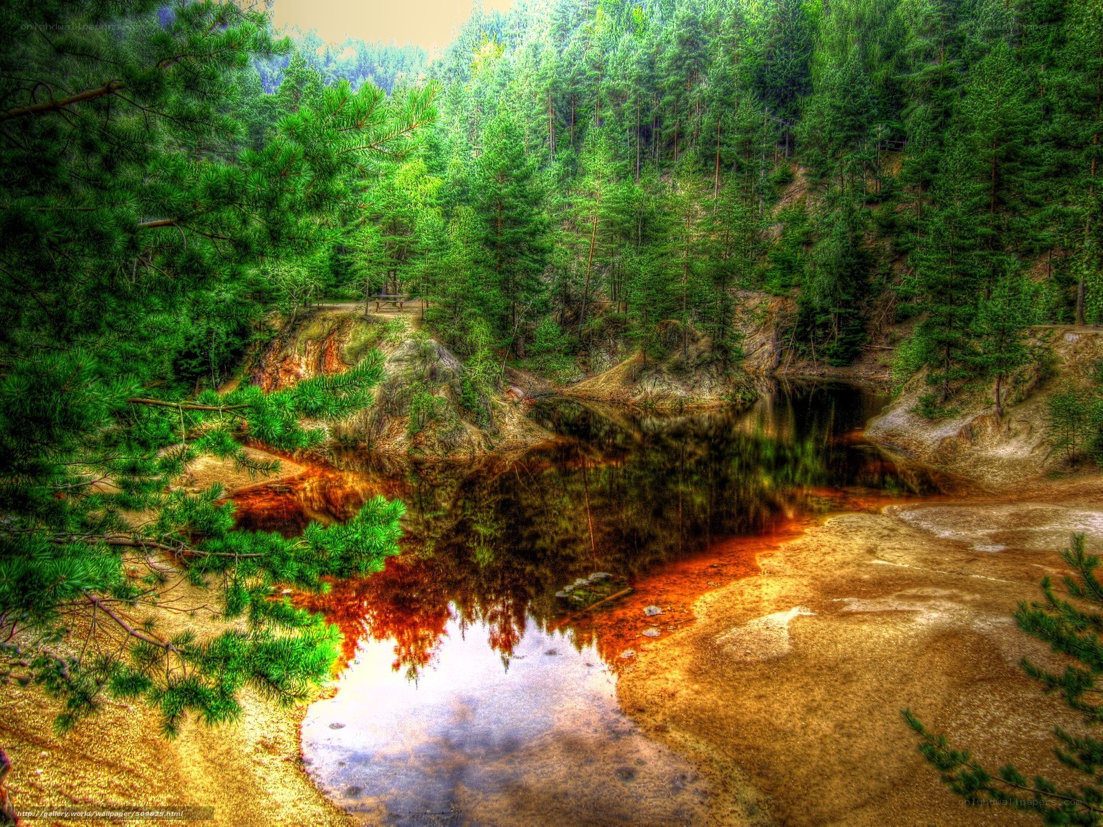 Forest pond with pine trees