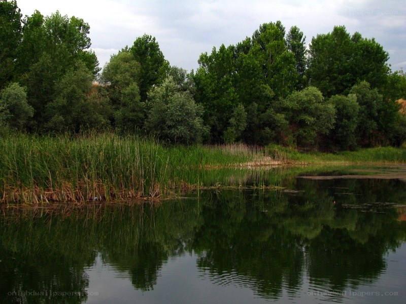 Forest pond with reeds
