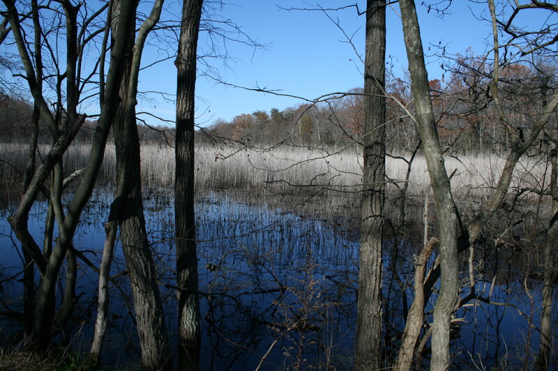 Forest pond with reeds and bare trees