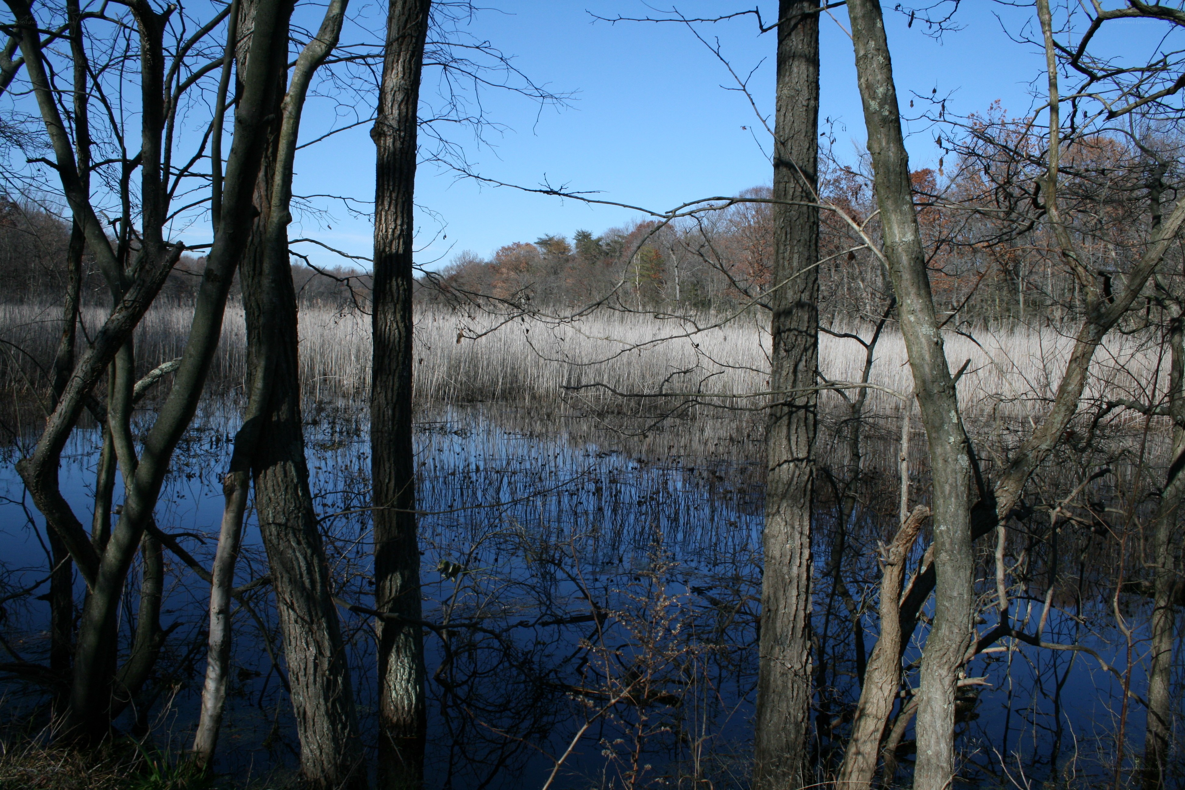 Forest pond with reeds and bare trees