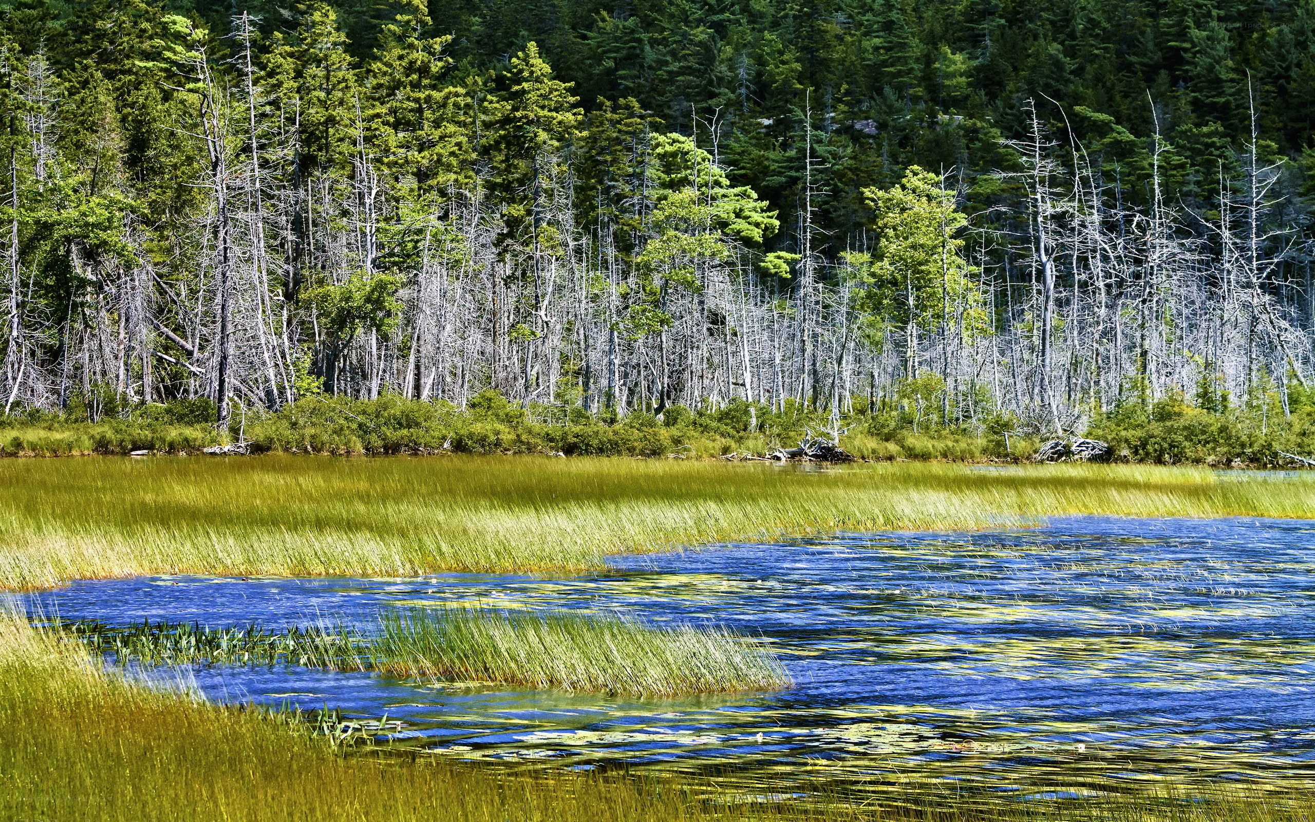 Forest pond with reeds and dead trees