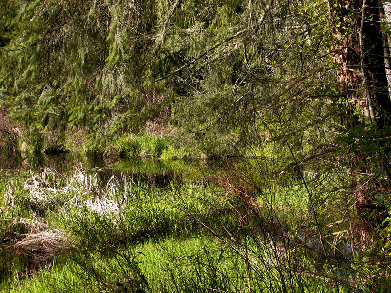 Forest Pond with Reeds — Green