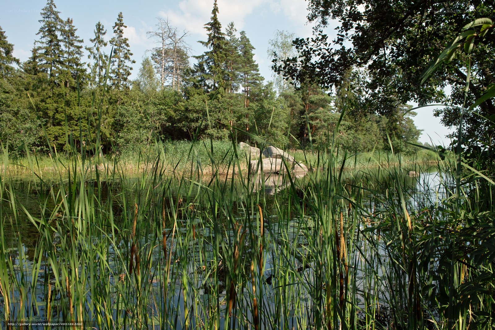 Forest pond with reeds