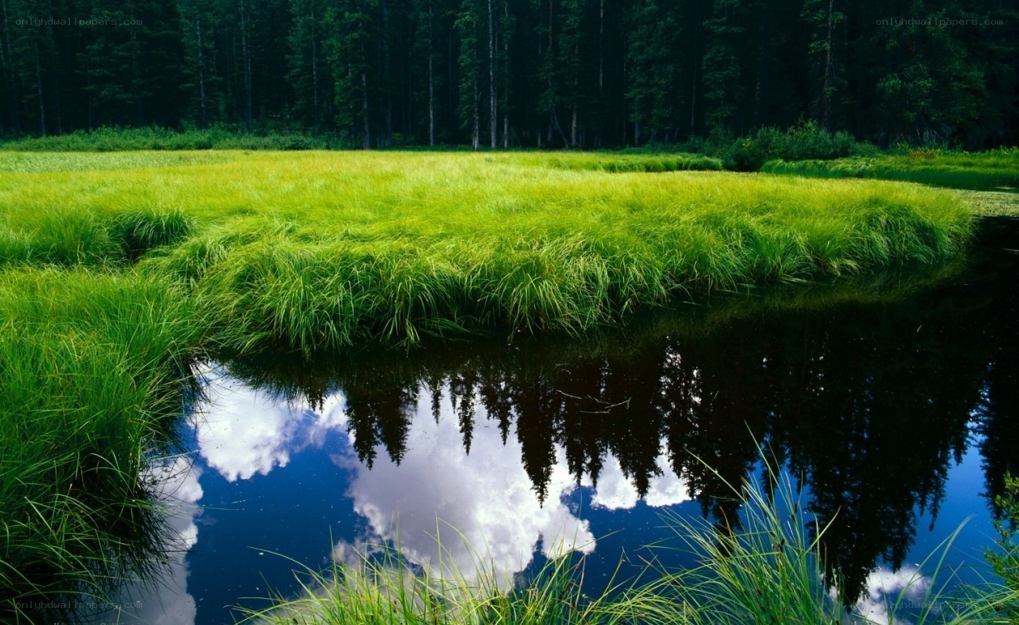 Forest pond with reflection