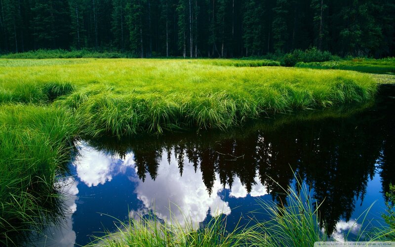Forest pond with reflection