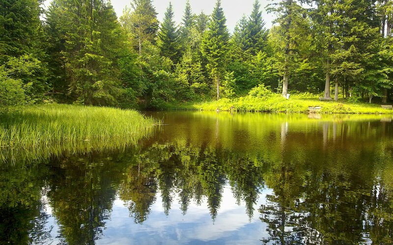 Forest Pond with Reflection — Green, Serene