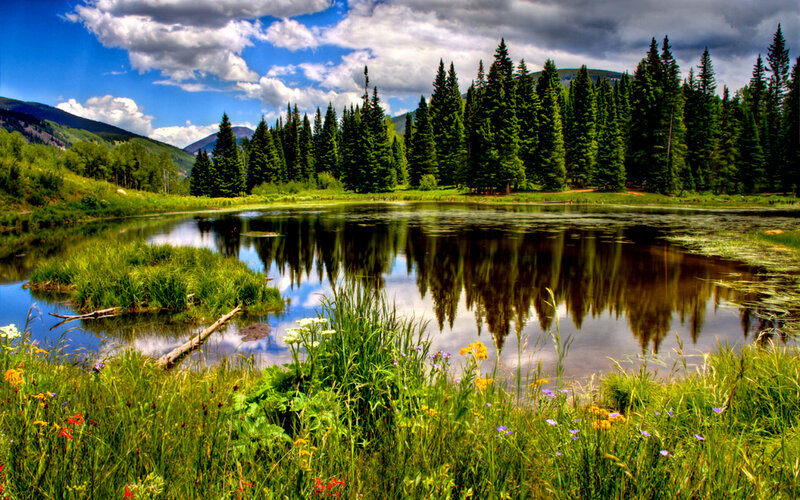 Forest Pond with Reflection — Green
