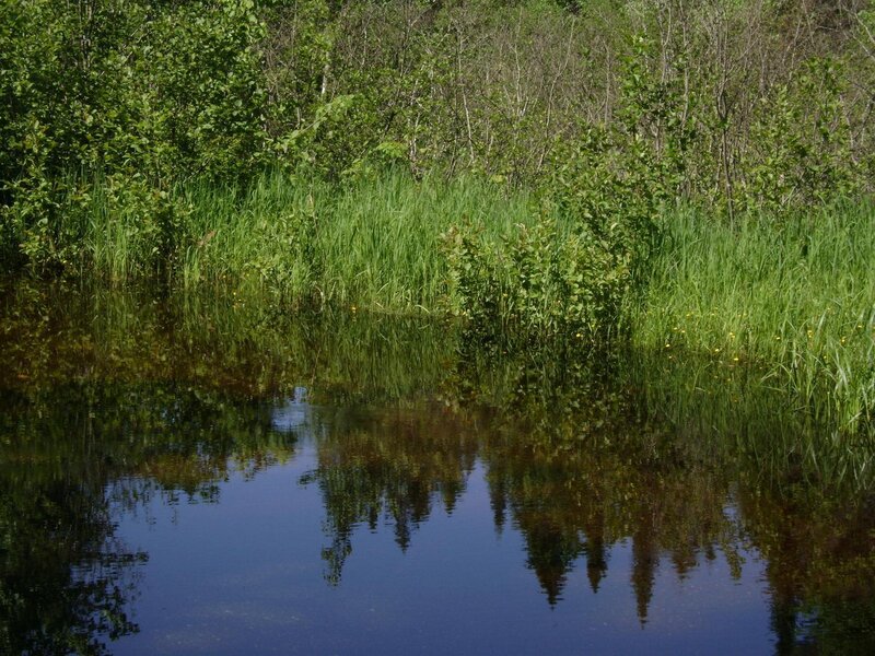 Forest pond with reflections