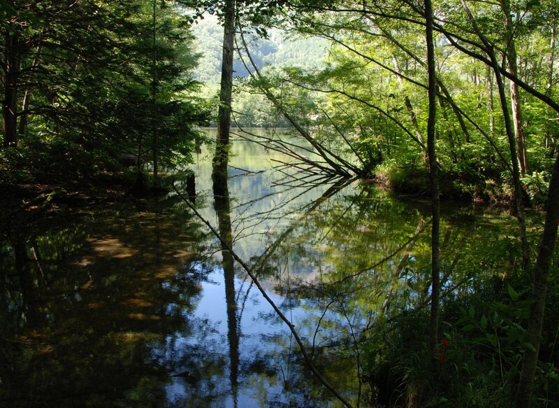 Forest Pond with Reflections — Green, Serene, Afternoon, Photograph