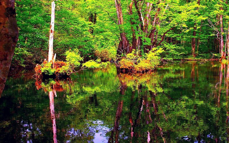 Forest Pond with Reflections — Green, Serene, Afternoon