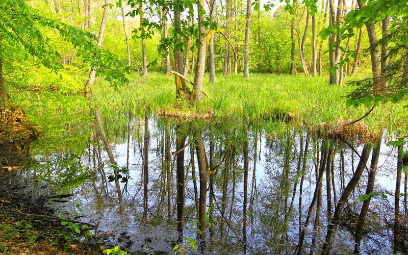 Forest Pond with Reflections — Green, Serene, Spring