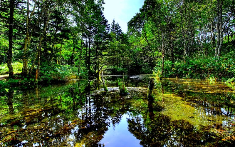 Forest Pond with Reflections — Green, Serene