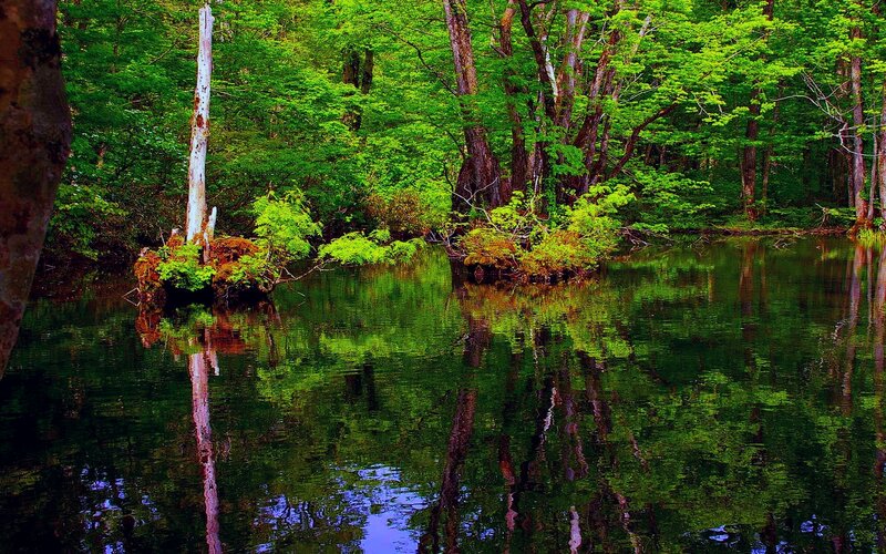 Forest Pond with Reflections — Green