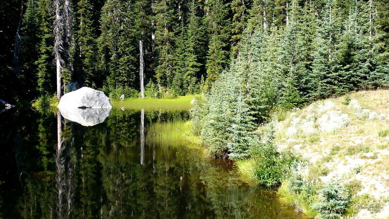 Forest pond with rock reflection