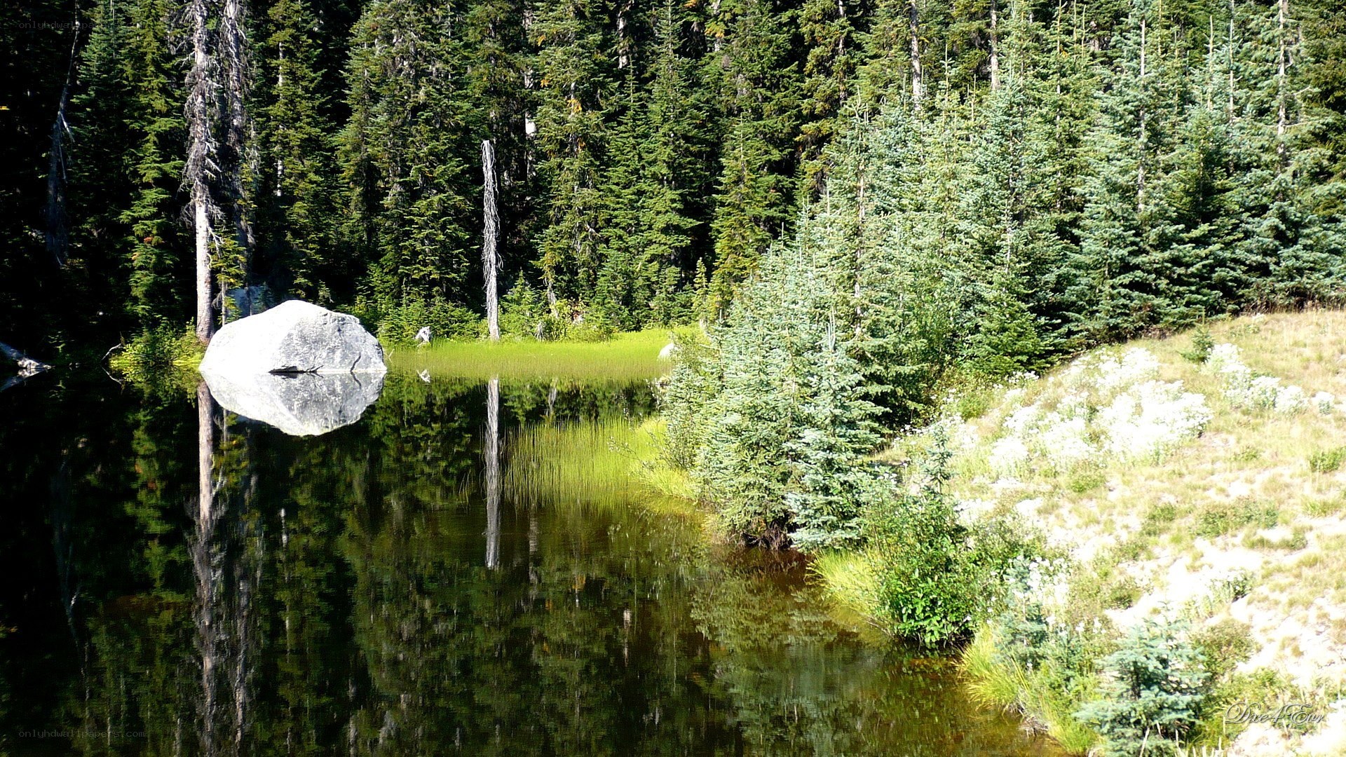 Forest pond with rock reflection