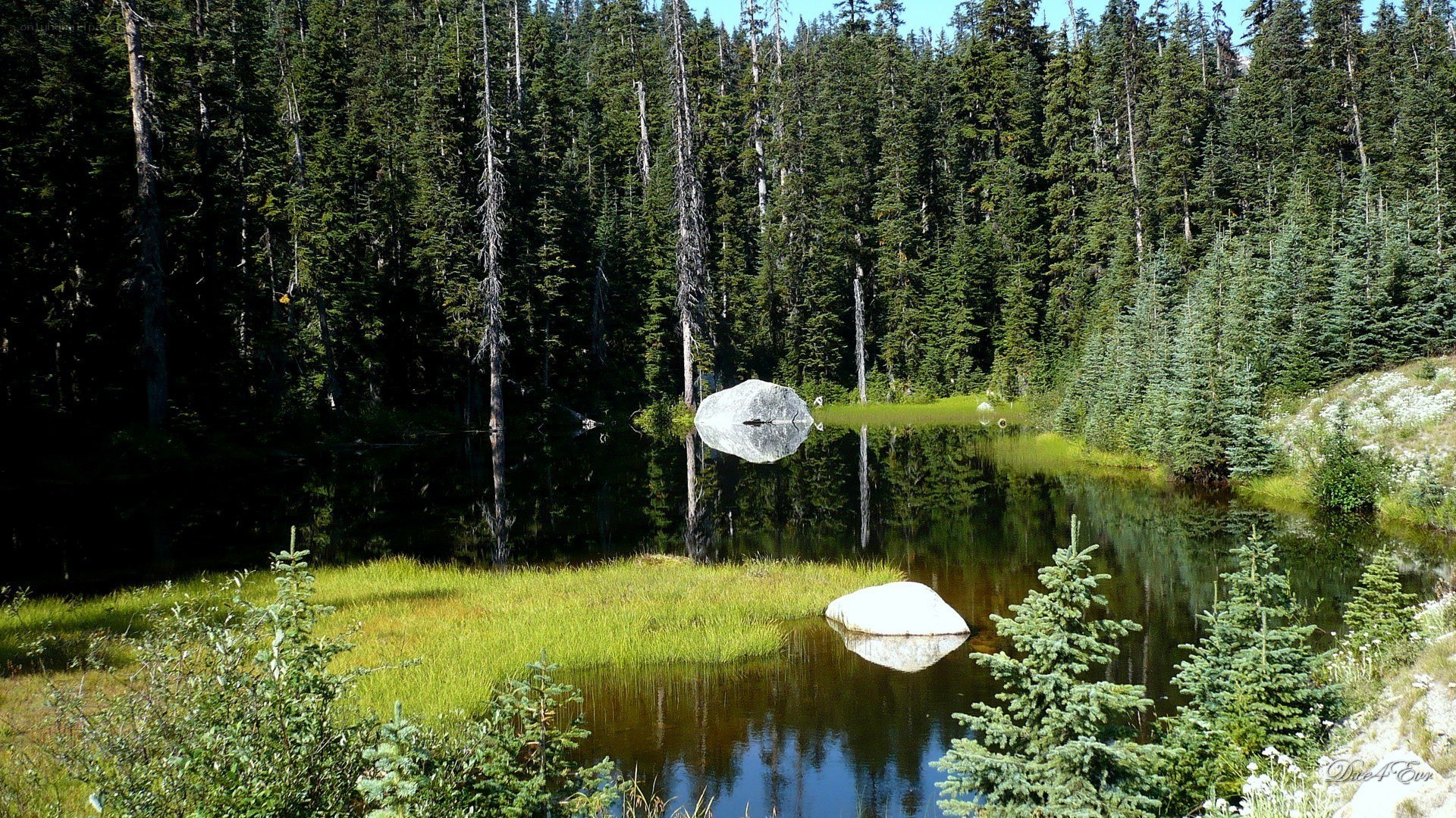 Forest pond with rock reflection