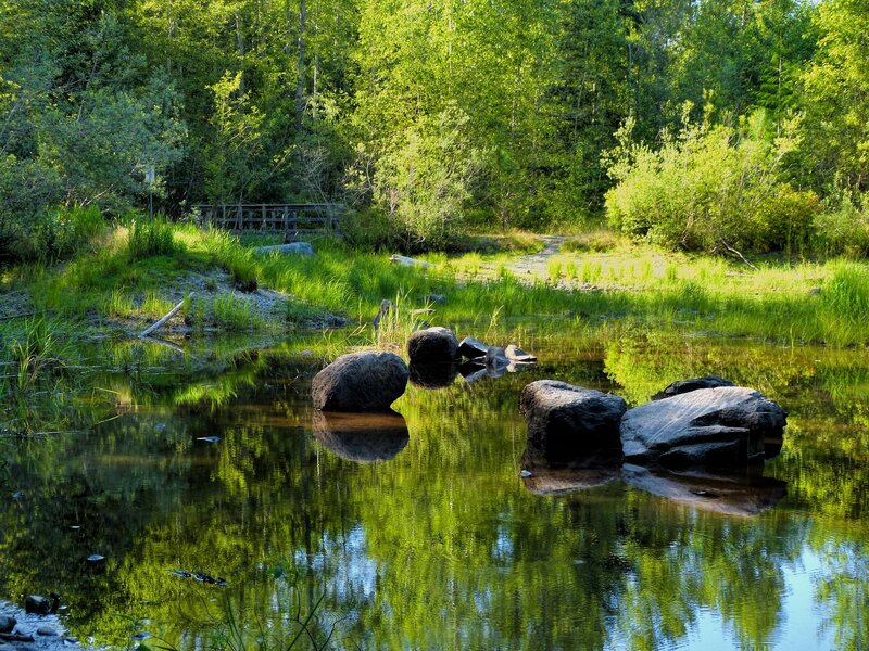 Forest pond with rocks and reflection