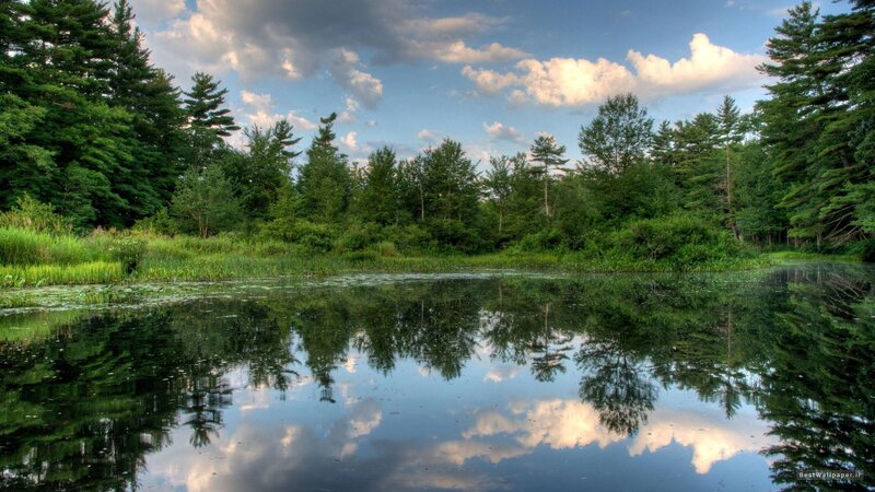 Forest pond with sky reflection